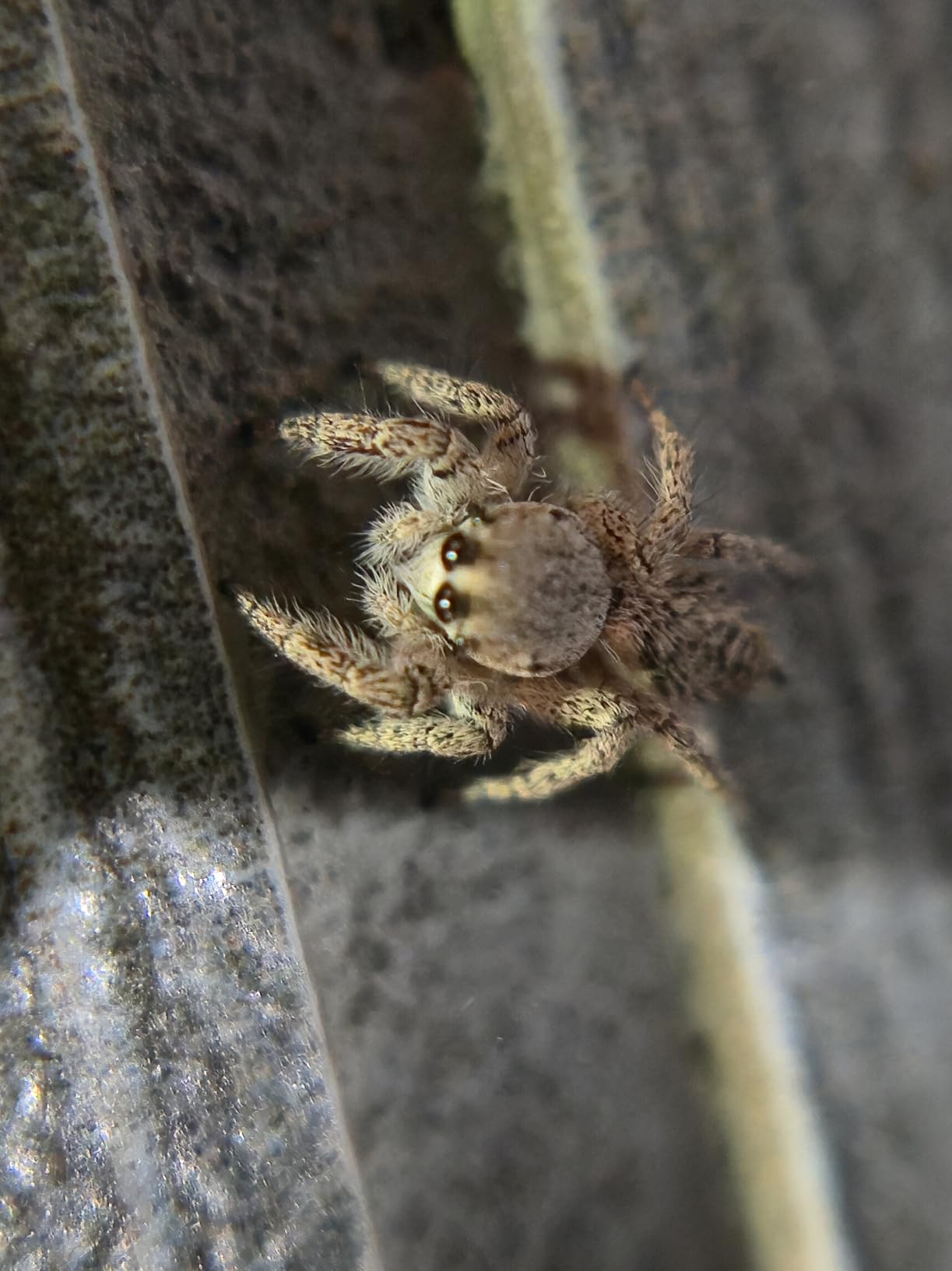 Olympus M.Zuiko Digital ED 60mm F2.8 Macro for Micro Four Thirds System Camera, Weather Sealed Design, Focus Limit Switch customer photo 1