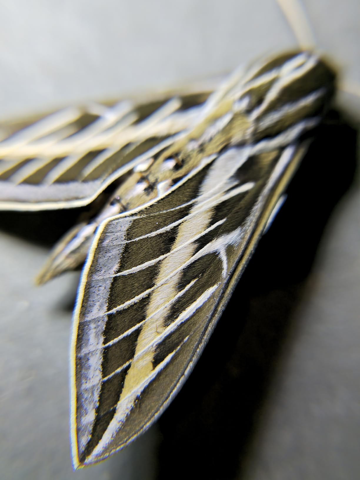 Olympus M.Zuiko Digital ED 60mm F2.8 Macro for Micro Four Thirds System Camera, Weather Sealed Design, Focus Limit Switch customer photo 2