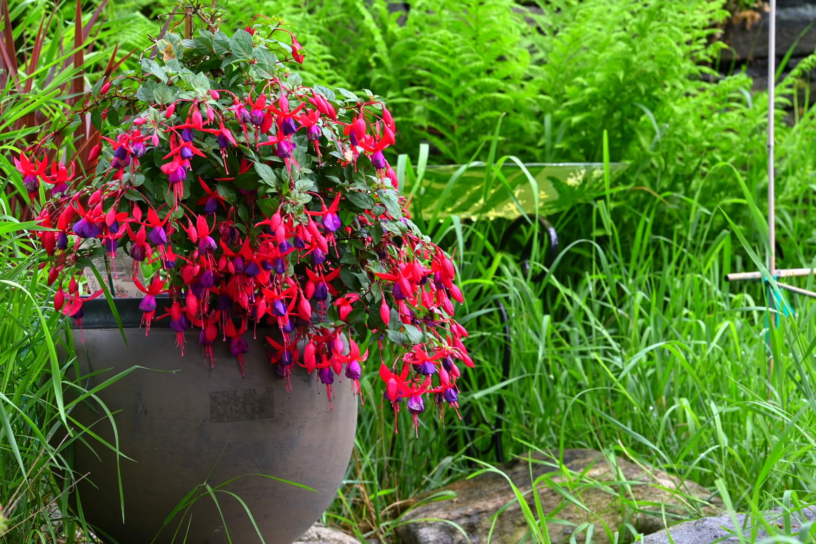 VILTROX 135mm f/1.8 Z, AF 135mm F1.8 LAB Z Lens for Nikon Z Mount, Full Frame Z Mount Medium Telephoto Lens for Nikon Z Z6III Z6II Z7II Z5 Zf customer photo 1