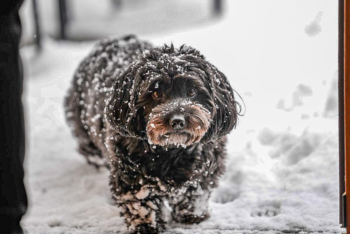 Sony FE 50-150 F2 GM customer photo 2