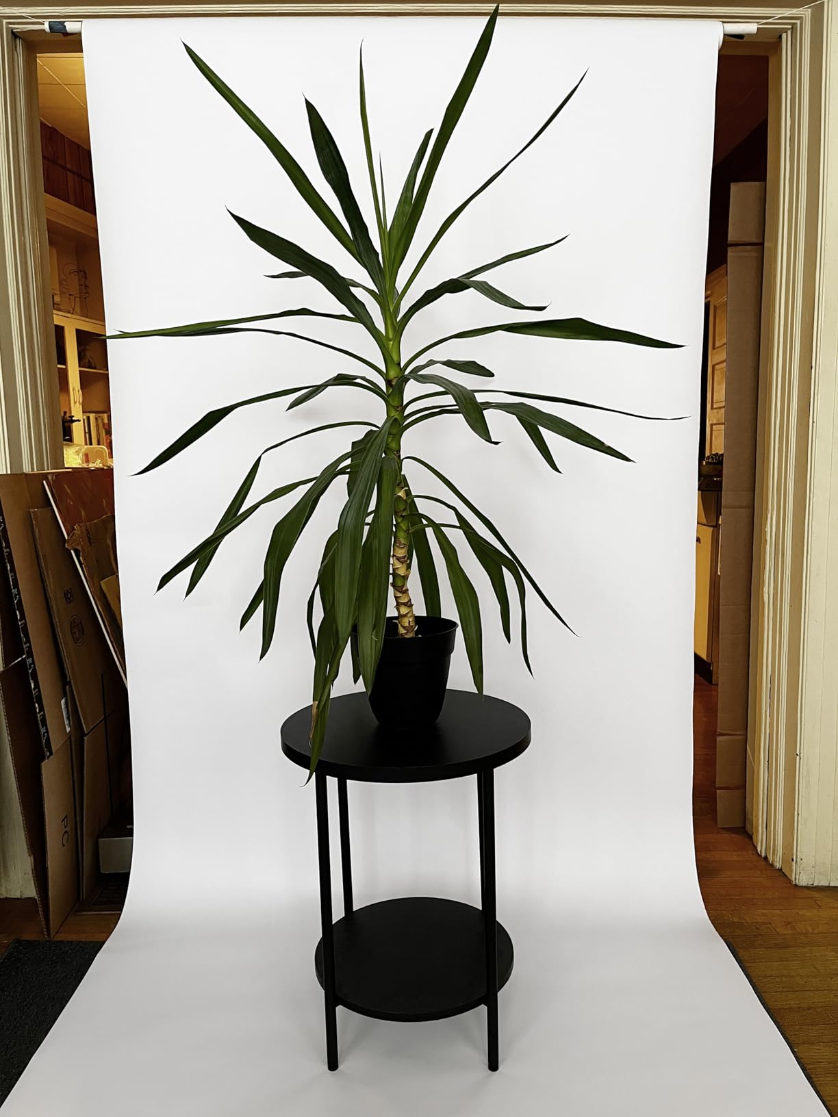 YSKE-Seamless White Paper Backdrop Roll For Photography, Photo Background, And Photoshoot Cover-Roll Of Paper With Backdrop Cover For Background Stand,Thick Anti-Wrinkle Matte(53''x16.4',Arctic White) customer photo 2