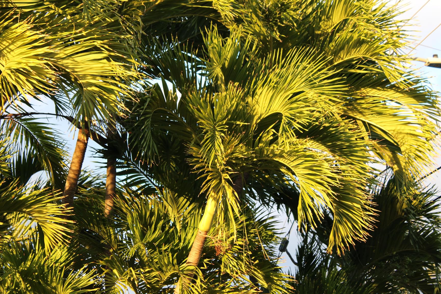 Canon EOS Rebel T7 DSLR Camera | 24.1MP APS-C CMOS Sensor with DIGIC 4+ Image Processor | Built-in Wi-Fi & NFC | EF Lens Compatible Beginner Photography Camera Kit customer photo 1