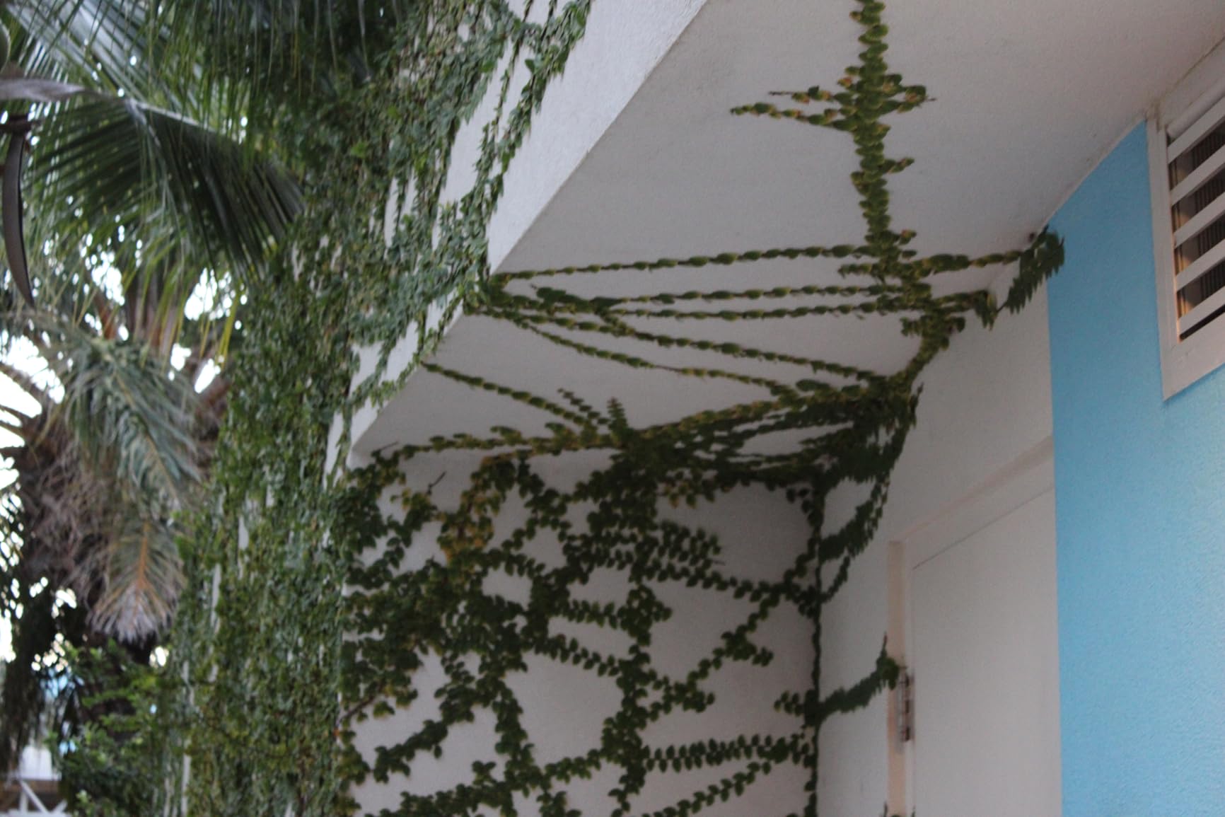 Canon EOS Rebel T7 DSLR Camera | 24.1MP APS-C CMOS Sensor with DIGIC 4+ Image Processor | Built-in Wi-Fi & NFC | EF Lens Compatible Beginner Photography Camera Kit customer photo 2