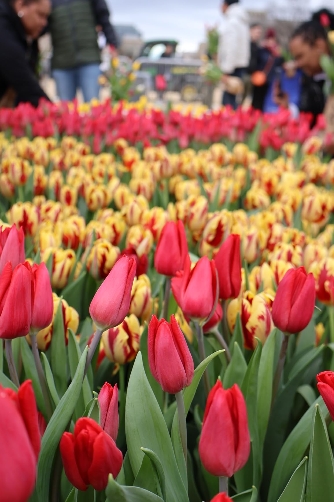 Canon EOS R50 Mirrorless Camera with 18-45mm & 55-210mm RF-S Lenses | 24.2MP APS-C Sensor, Dual Pixel CMOS AF, 4K Video customer photo 1