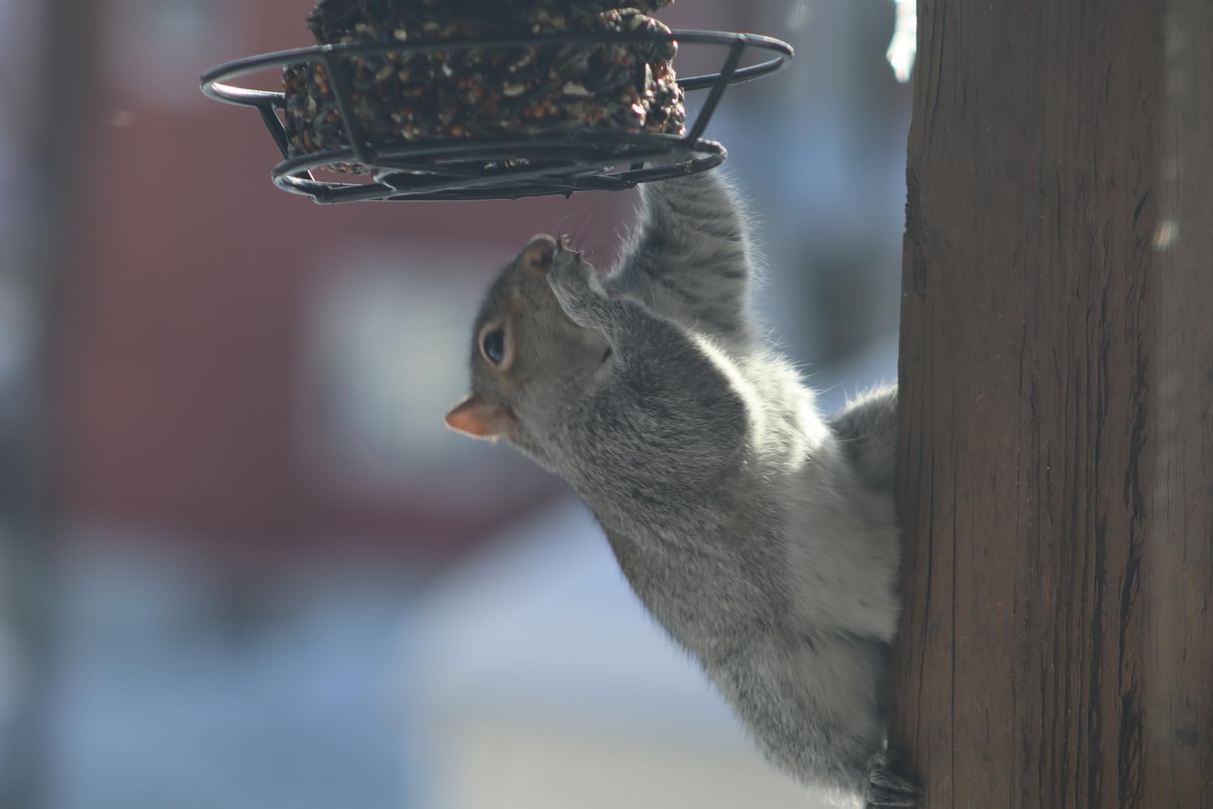 Canon RF75-300mm F4-5.6 Zoom Lens customer photo 1