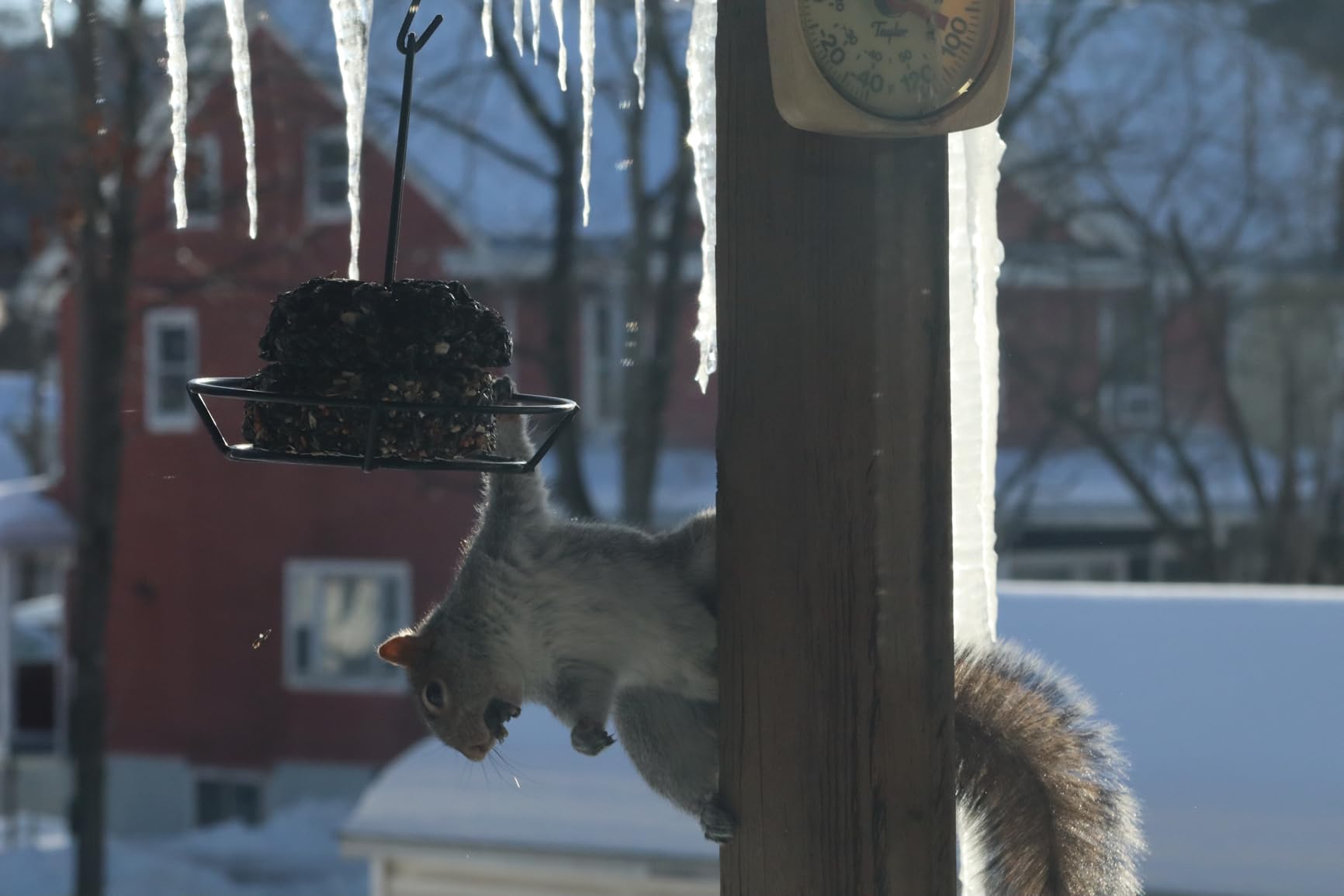 Canon RF75-300mm F4-5.6 Zoom Lens customer photo 2