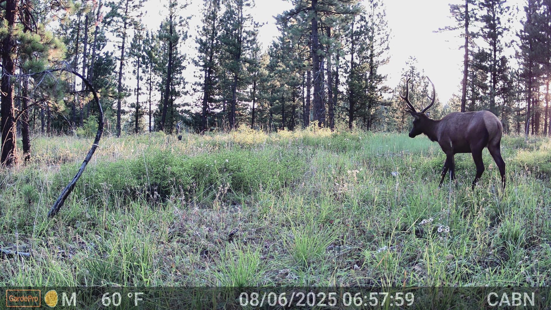 GardePro E8 2.0 Pro WiFi Trail Camera (Non-Cellular), 4K Video & 64MP Photo, 7800mAh Battery, 64GB SD Card Included, Dual Antennas, 165ft Long-Range, Live View, No-Glow, Motion Detection customer photo 2