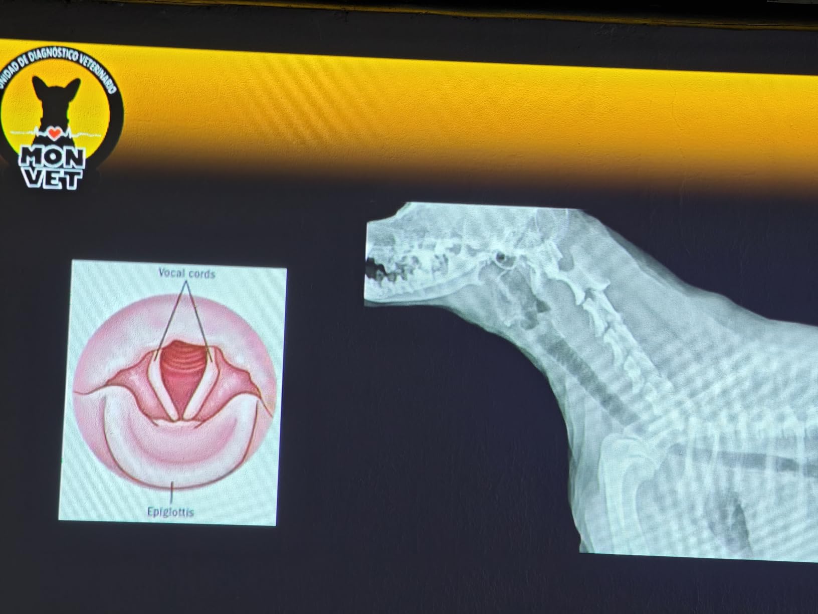 Epson EX3290 3-Chip 3LCD WXGA Projector 4000 lumens for both color and white brightness, 2x HDMI, Built-in Speaker customer photo 1