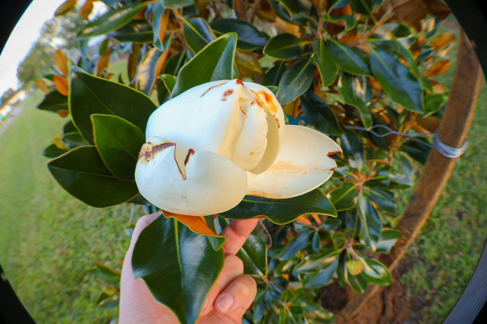 Canon EOS R50 Mirrorless Camera Kit - APS-C RF Camera with 18-45mm Lens, 4K Video, Dual Pixel AF II & Vari-Angle Touchscreen (5812C012) + Shoulder Bag + 64GB Memory Card customer photo 2