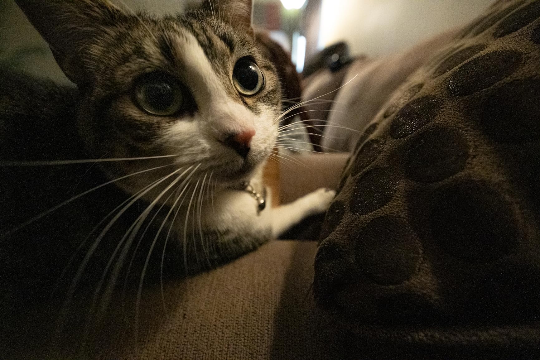 VILTROX 9mm F2.8 E, AF 9mm F2.8 E Mount Lens for Sony E, APS-C Prime Wide Angle Lens for Sony a6400 a6500 a6600 ZV-E10 FX30 a93 ZV-E10II a7Ⅲ a7RⅢ a7Ⅳ a7RⅣ a7CII customer photo 1