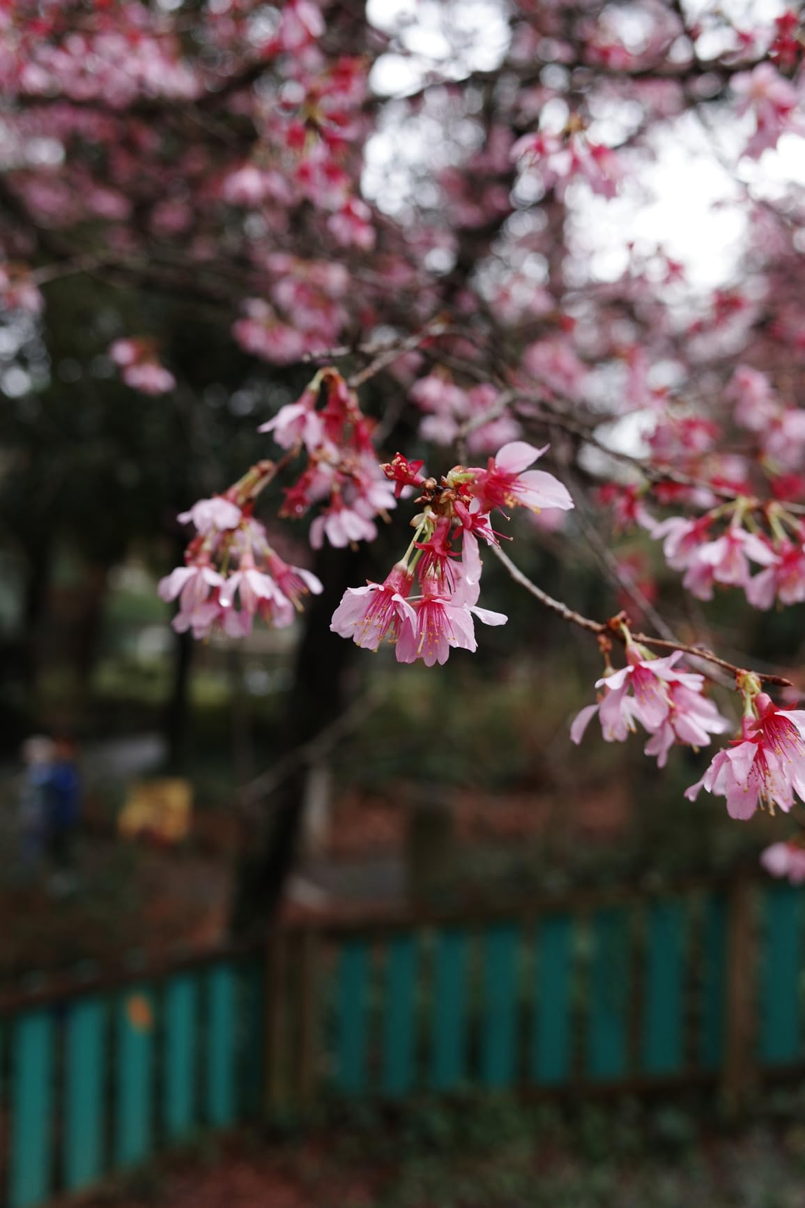 GR IV HDF Premium Digital Compact Camera with a Built-in Highlight Diffusion Filter, 25.7MP APS-C Size CMOS Sensor, 28mm F2.8 GR Lens (in 35mm Format), in-Body SR, New GR Engine customer photo 1