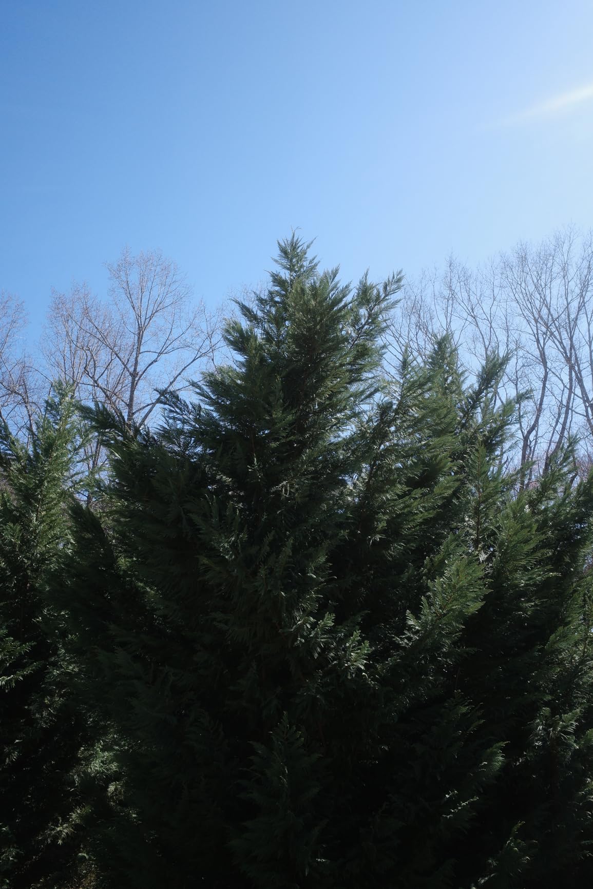 GR IV HDF Premium Digital Compact Camera with a Built-in Highlight Diffusion Filter, 25.7MP APS-C Size CMOS Sensor, 28mm F2.8 GR Lens (in 35mm Format), in-Body SR, New GR Engine customer photo 2