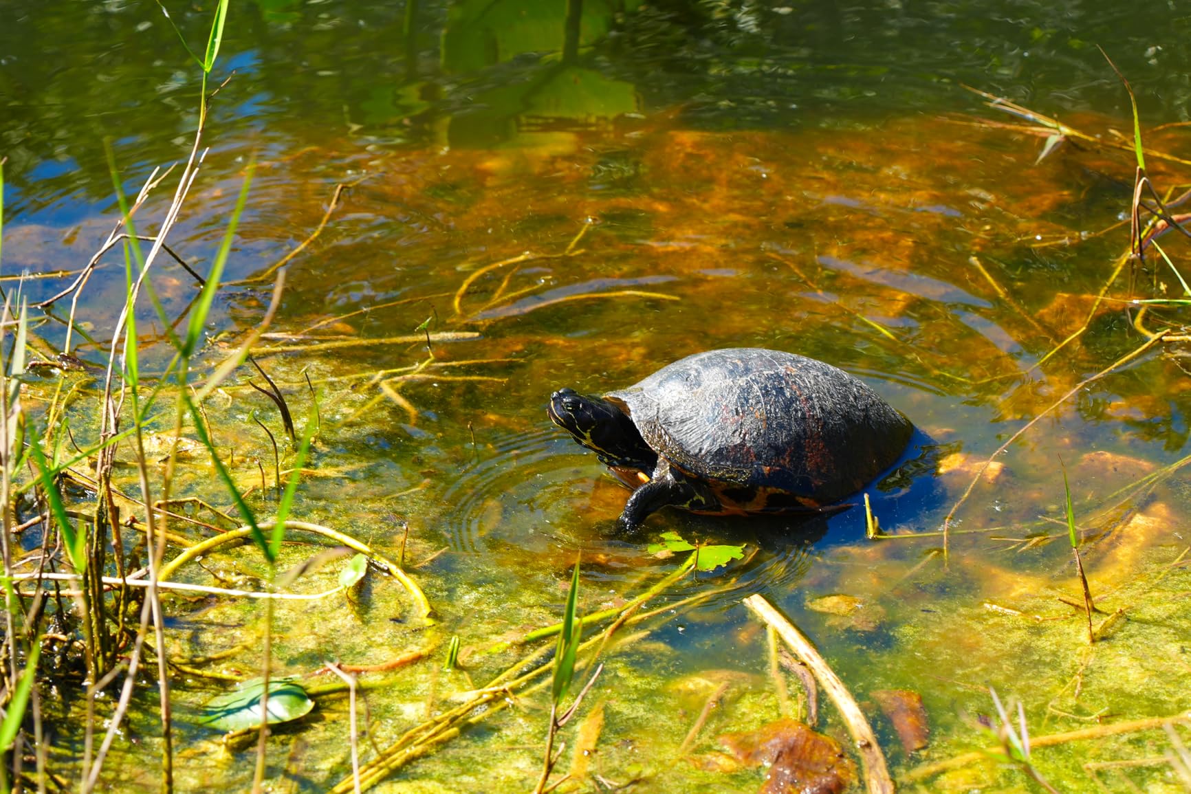 Tamron 25-200mm F/2.8-5.6 Di III VXD G2 for Sony E-Mount Full Frame and APS-C Mirrorless Cameras customer photo 2