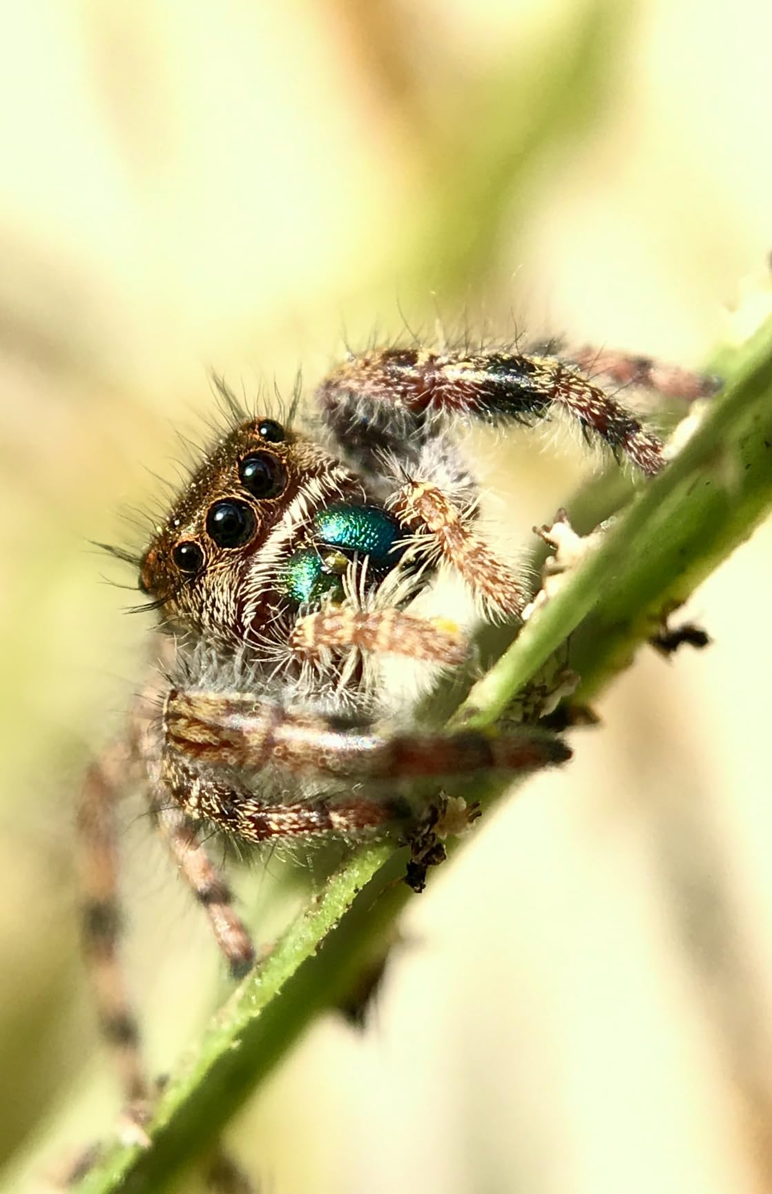 Moment 10x Macro Lens - T-Series & M-Series Mobile Lens for iPhone, Pixel & Galaxy - Capture Extreme Close-Ups (II) customer photo 1