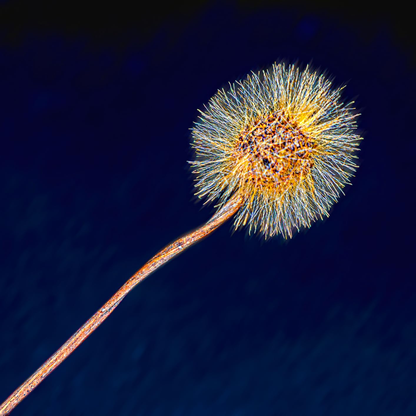 NIKKOR Z 24-105mm f/4-7.1 | Lightweight Full Frame Zoom Lens for Everyday Photo and Video | Nikon USA Model customer photo 1