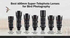 Best 600mm Super-Telephoto Lenses for Bird Photography