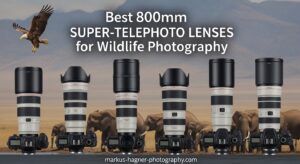 Best 800mm Super-Telephoto Lenses for Wildlife Photography