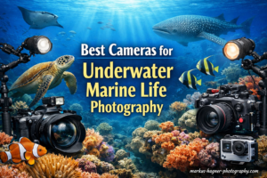 Best Cameras for Underwater Marine Life Photography