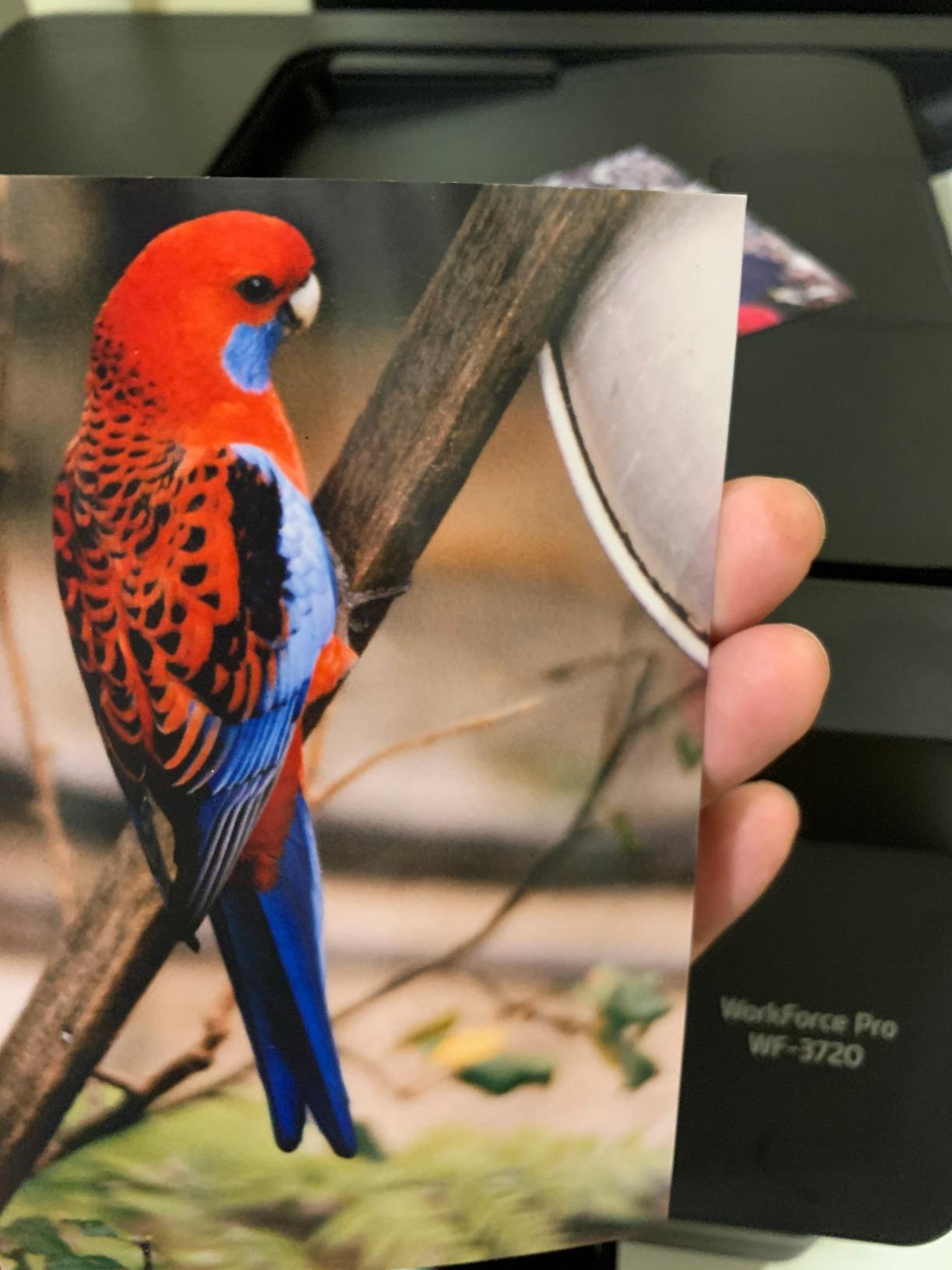 Epson Ultra Premium Photo Paper Glossy - S042174, 4