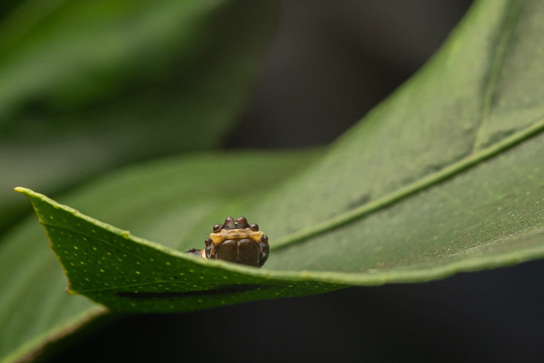 Wimberley F-1 Telephoto Flash Bracket - Arca-Swiss Style - Made in USA customer photo 2