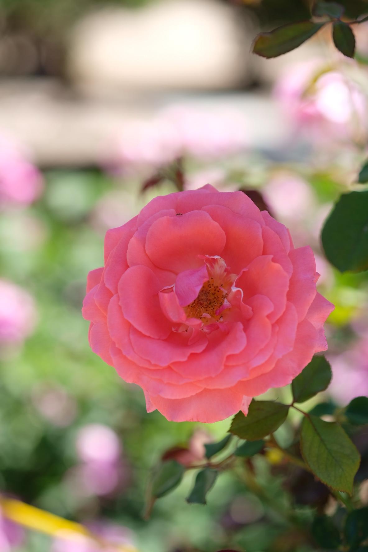 Fujinon XF60mmF2.4 R Macro customer photo 1