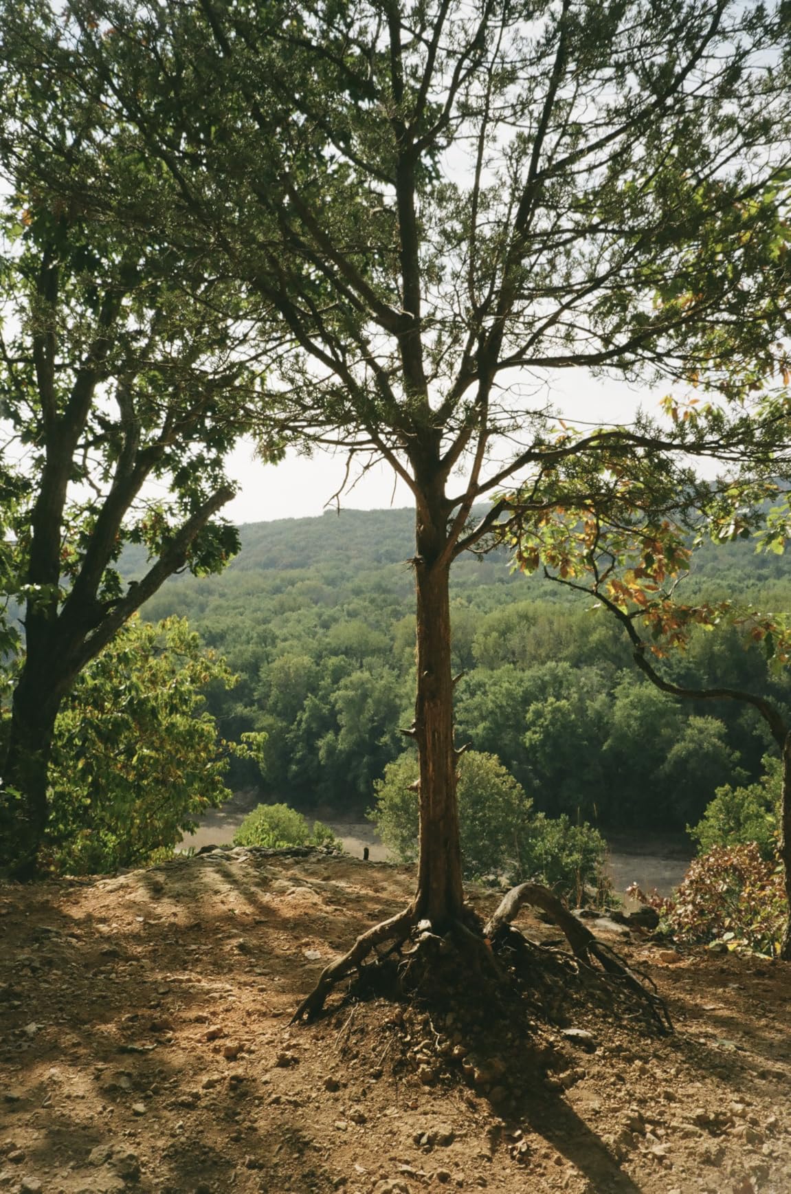 Kodak colorplus film 200 (pack of 3) customer photo 1