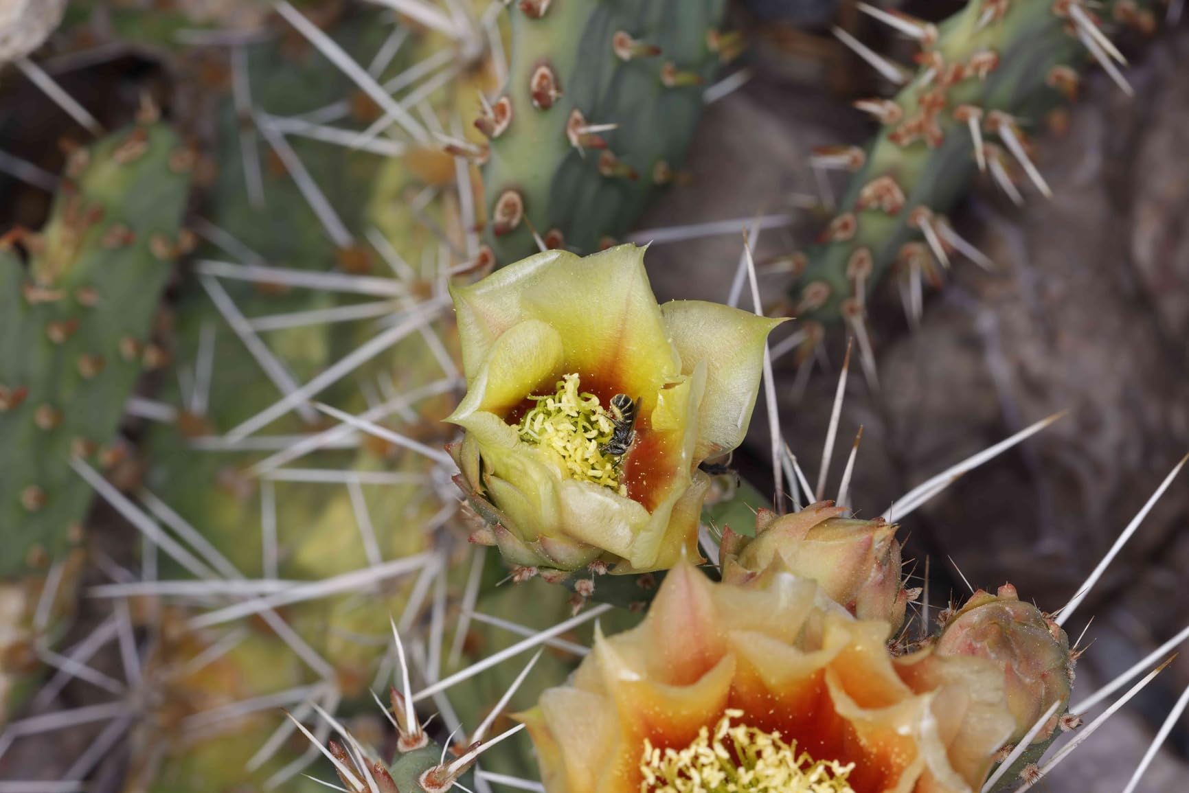 YONGNUO YN-14EX TTL Macro Ring Flash with LED Flash Light and Adapter Ring for Canon EOS DSLR Cameras customer photo 1