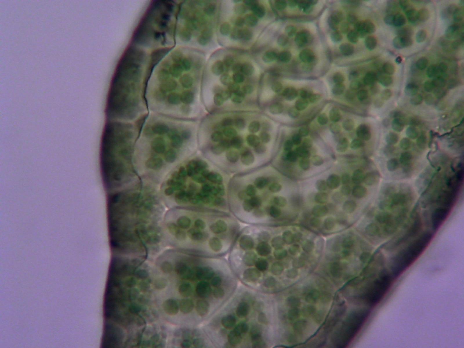 Digital USB Microscope Camera - Advanced CMOS Sensor, True High Definition Macro 200x Zoom Imaging -1600 x 1200, Video, Superior Industrial Quality Base, 8 LED, Windows Mac Linux customer photo 1