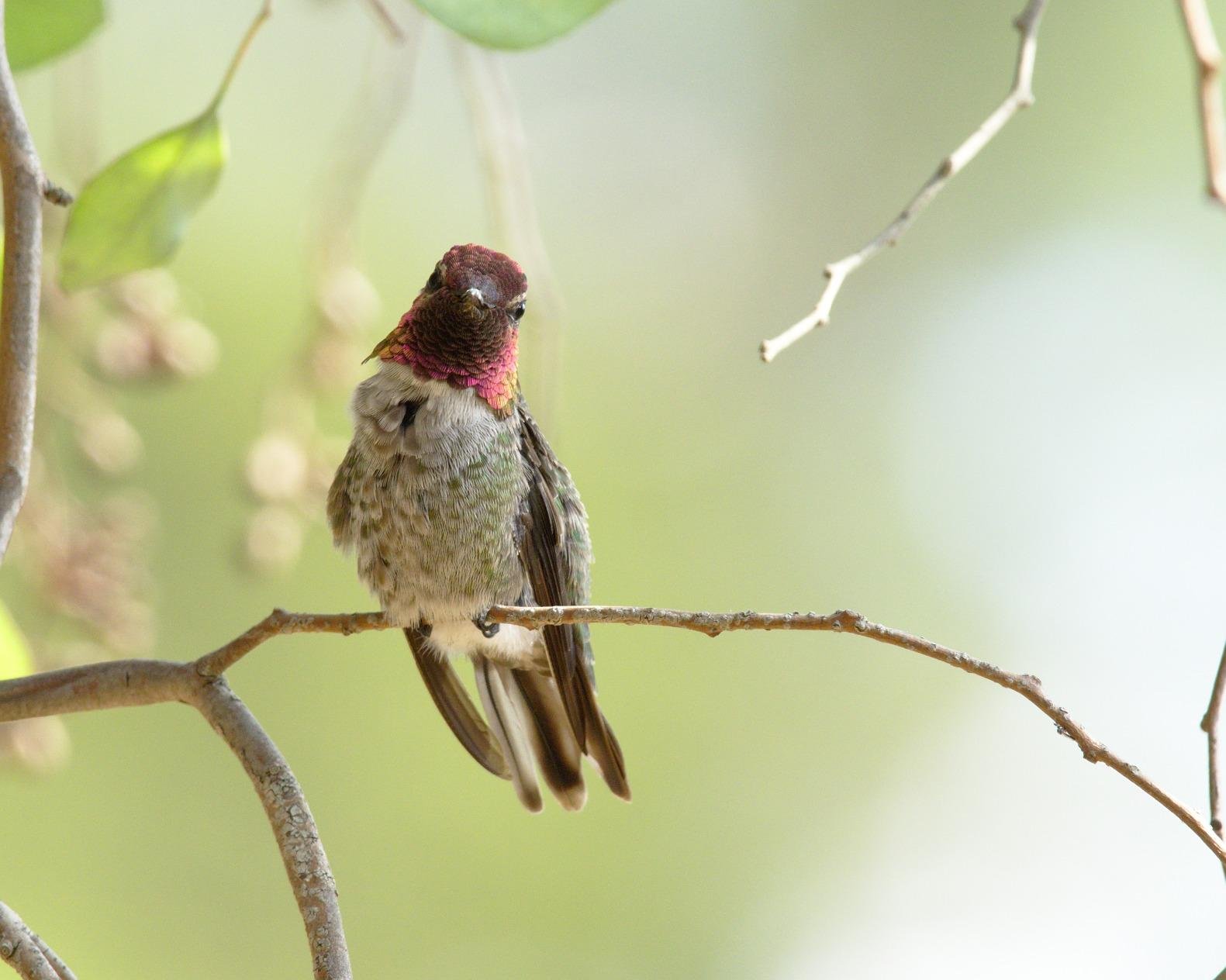 Olympus M.Zuiko Digital ED 300mm F4.0 IS PRO for Micro Four Thirds System Camera customer photo 1