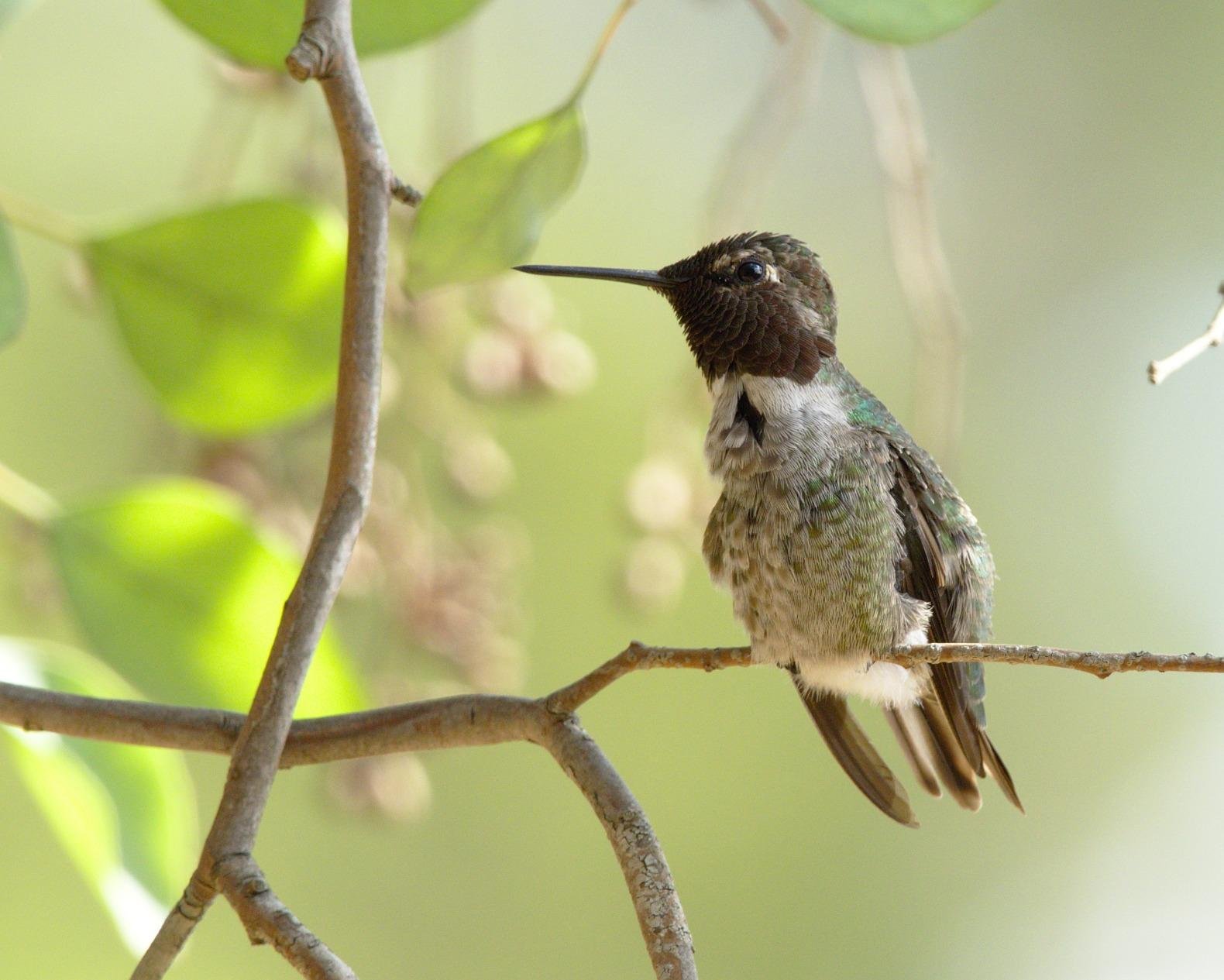 Olympus M.Zuiko Digital ED 300mm F4.0 IS PRO for Micro Four Thirds System Camera customer photo 2