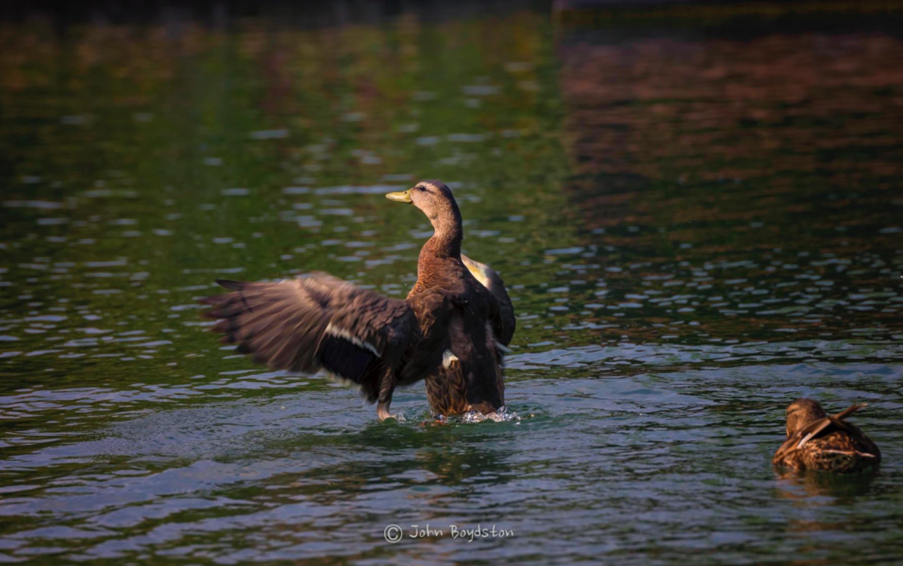 Leica APO-Vario-Elmarit-SL 90-280mm f/2.8-4 Lens customer photo 1
