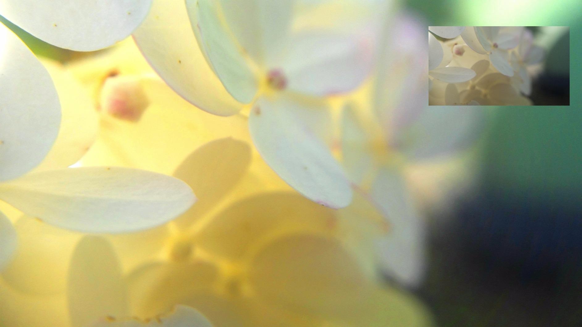 FotoWorks XL 2026 Version - Photo Editing Software for Windows 10, 11, 8 and 7 - Very Easy to Use customer photo 2