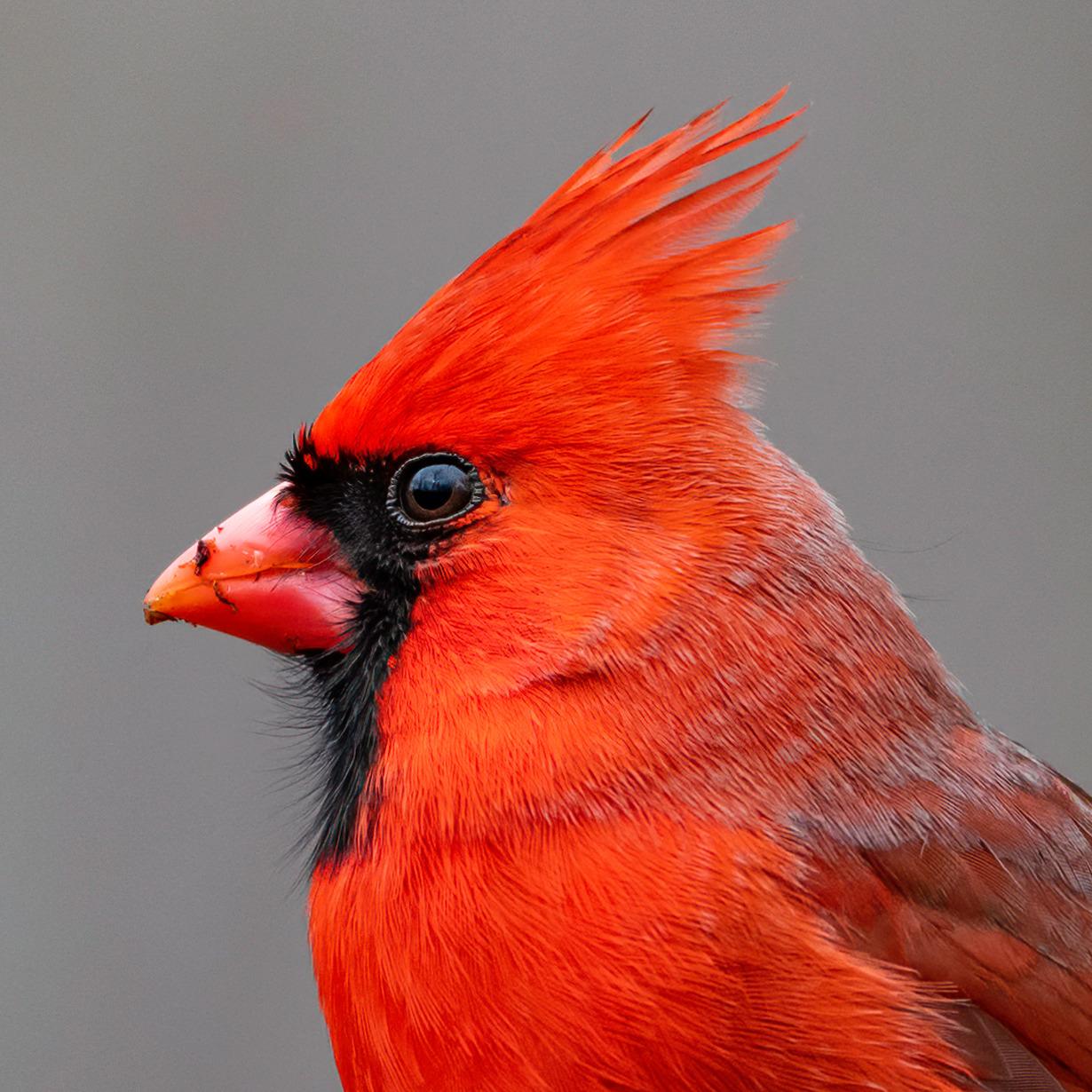 Sigma 500mm f/4 DG OS HSM Sports Lens for Nikon F customer photo 1