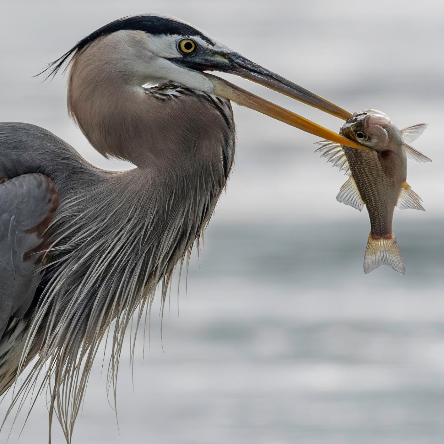 Sigma 500mm f/4 DG OS HSM Sports Lens for Nikon F customer photo 2