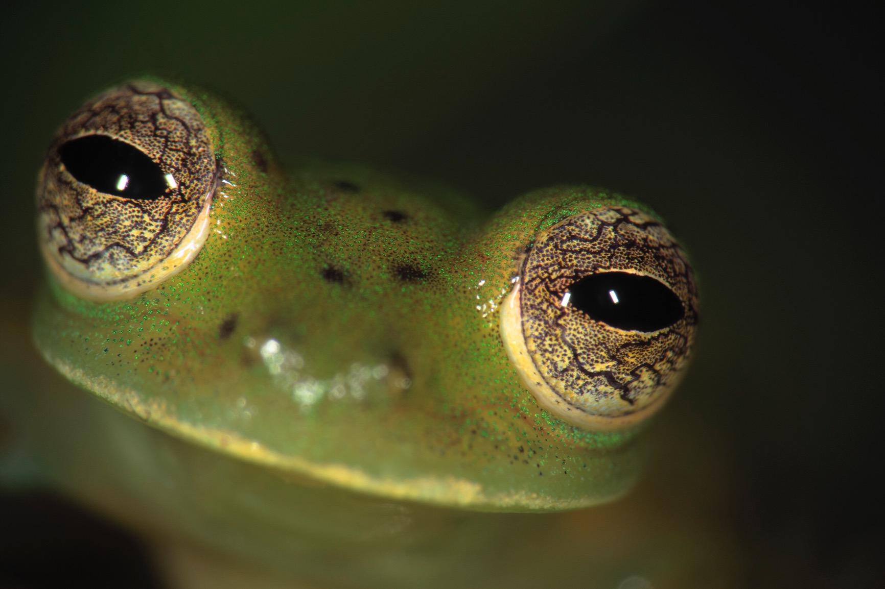 Canon Macro Twin Lite Mt-26Ex-Rt Camera Flash customer photo 2