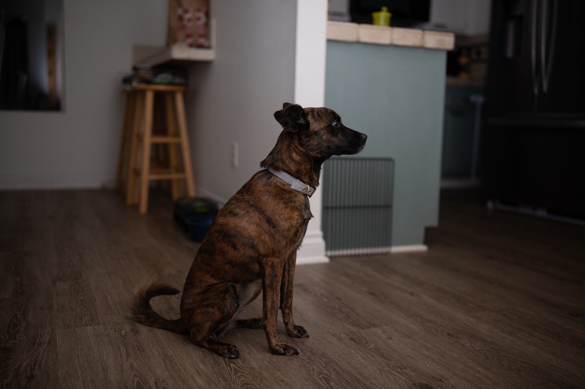 waka Flash Diffuser Light Softbox, [2 Pack] Speedlight Softbox Collapsible with Storage Pouch - 8