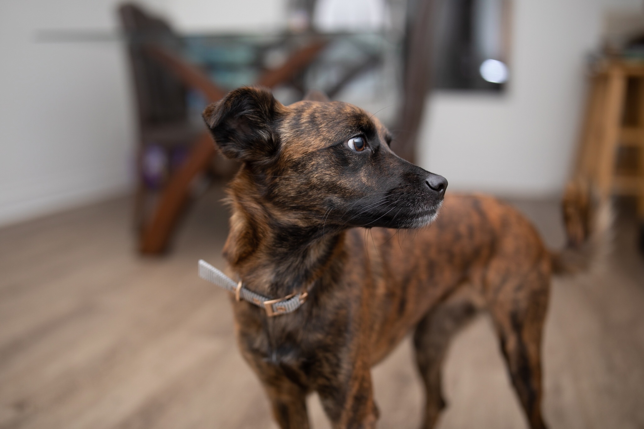 waka Flash Diffuser Light Softbox, [2 Pack] Speedlight Softbox Collapsible with Storage Pouch - 8