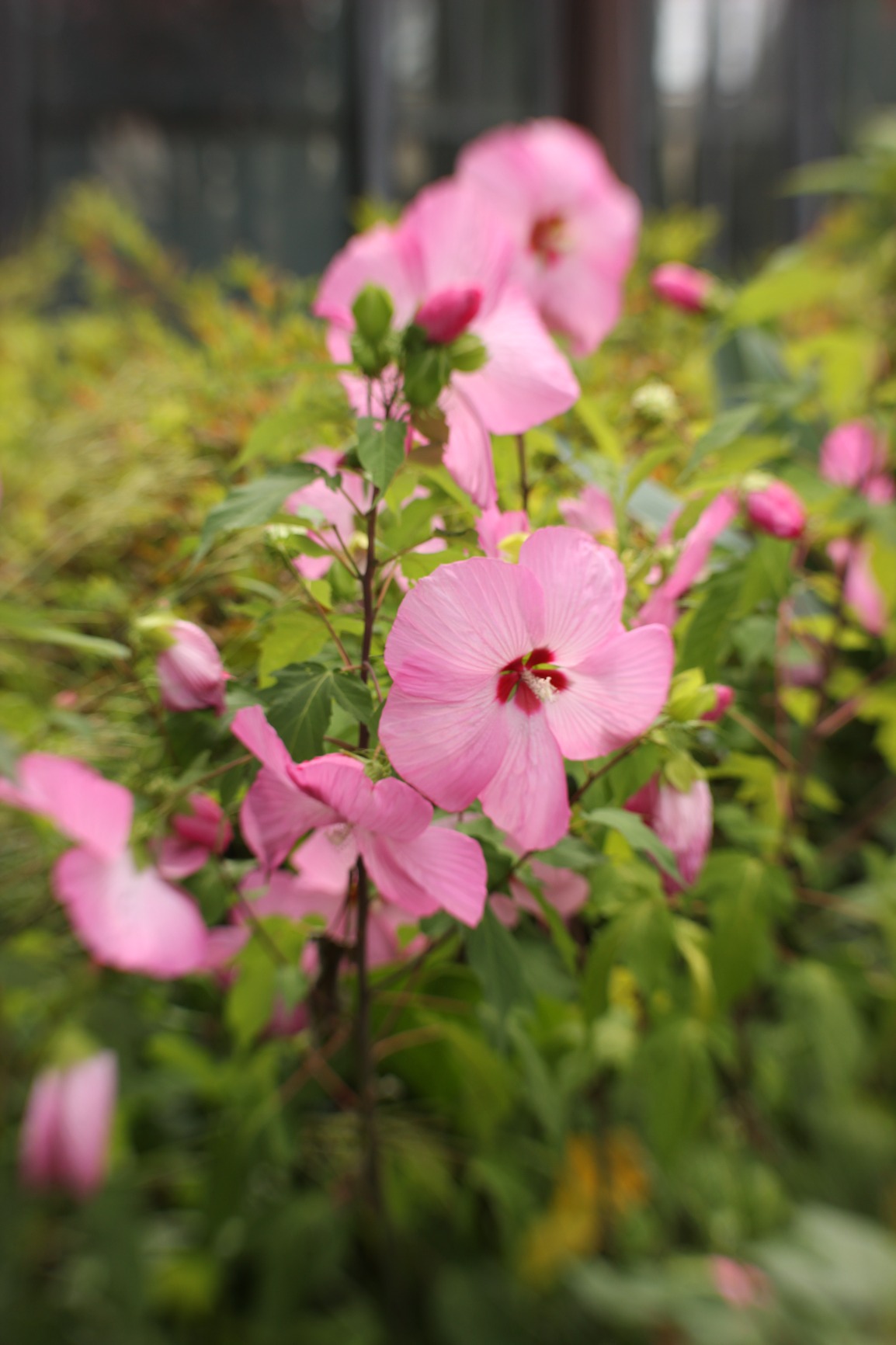 Lensbaby - Sol 45 - for Canon EF - Sweet spot - Soft Bokeh customer photo 1