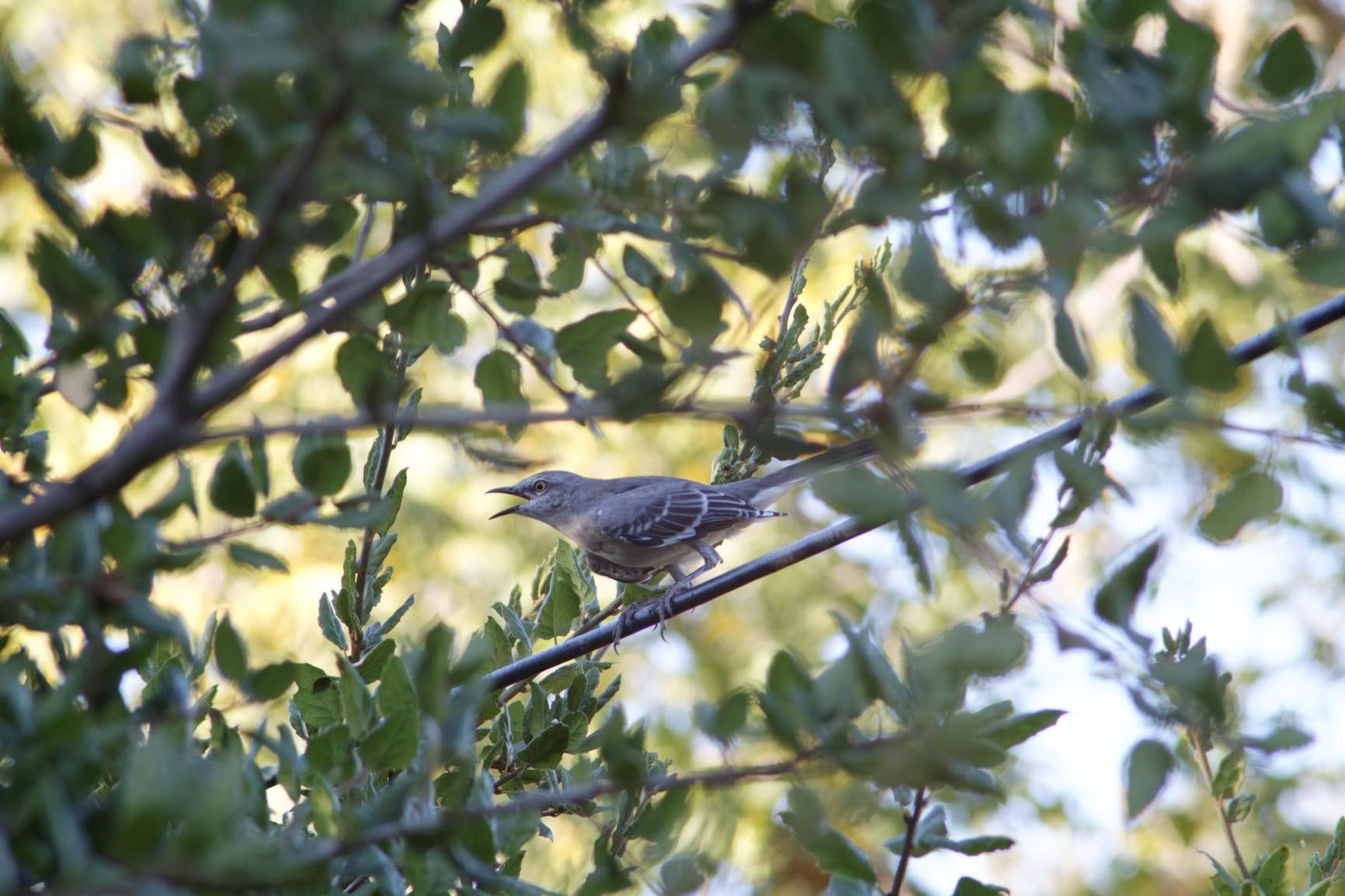 Fotasy FD Mount Lens to Canon EOS RF Mount Adapter, Compatible with Canon EOS R Mirrorless Camera EOS R RP Ra R3 R5 R6 R7 R10 customer photo 1