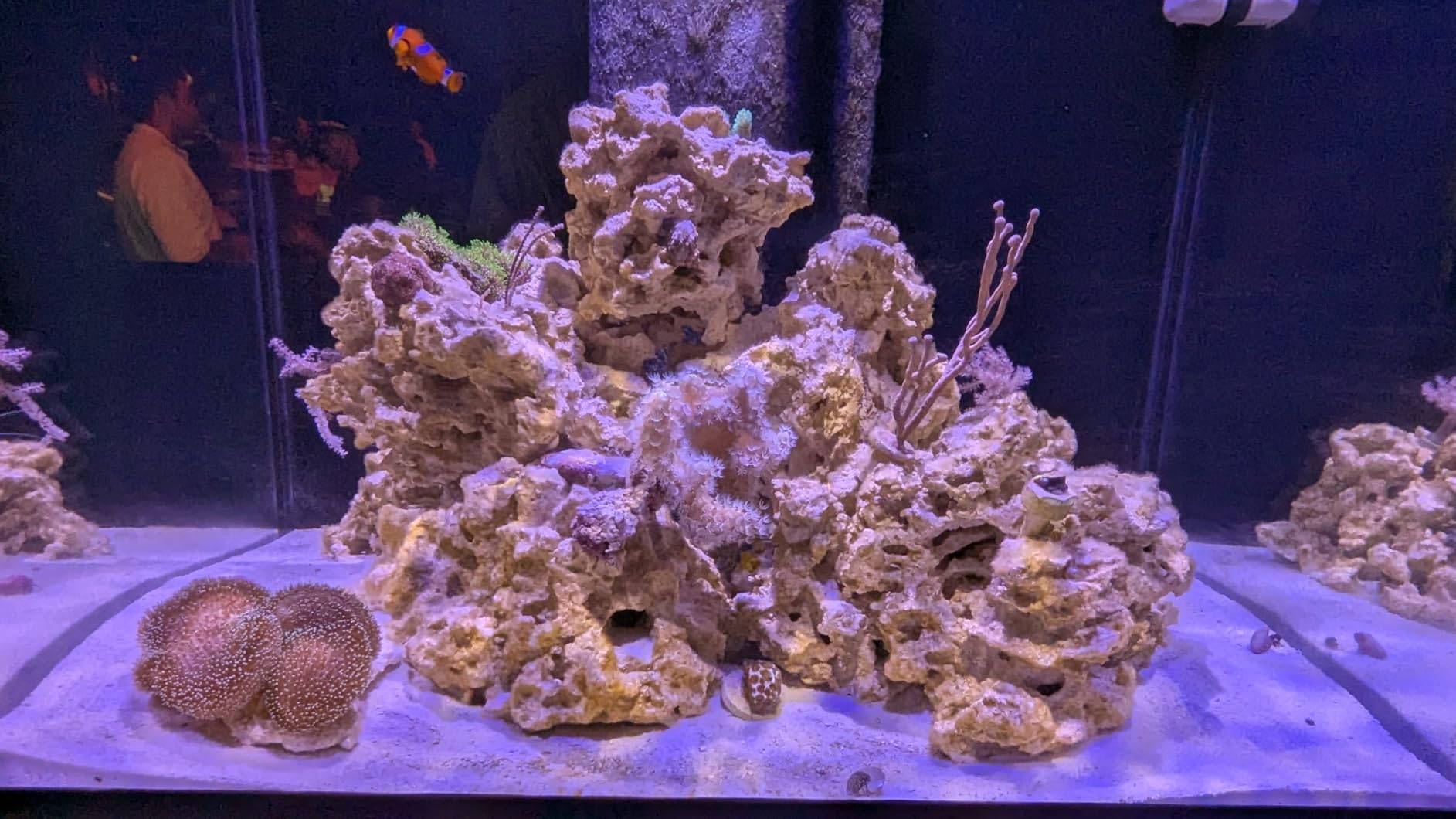 Aquarium Choice Coral Lens Filter Kits for Phone customer photo 1