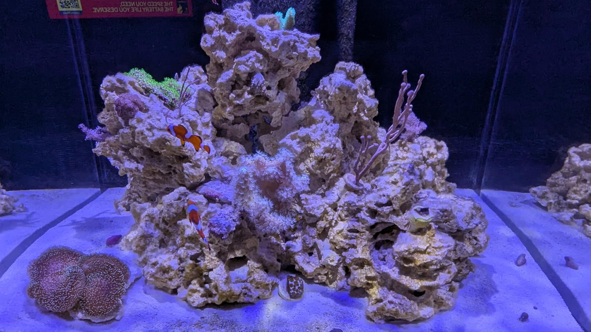 Aquarium Choice Coral Lens Filter Kits for Phone customer photo 2
