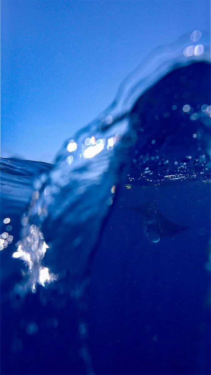 Seafrogs Underwater Housing for Sony A7 III A7R III +WA005F Dome Port Kit [40M/130ft] Waterproof Case for Sony ILCE-7R III A7M3 + FE 16-35mm F/4, 28-70mm F3.5-5.6, 12-24mm F4 G Lens customer photo 1