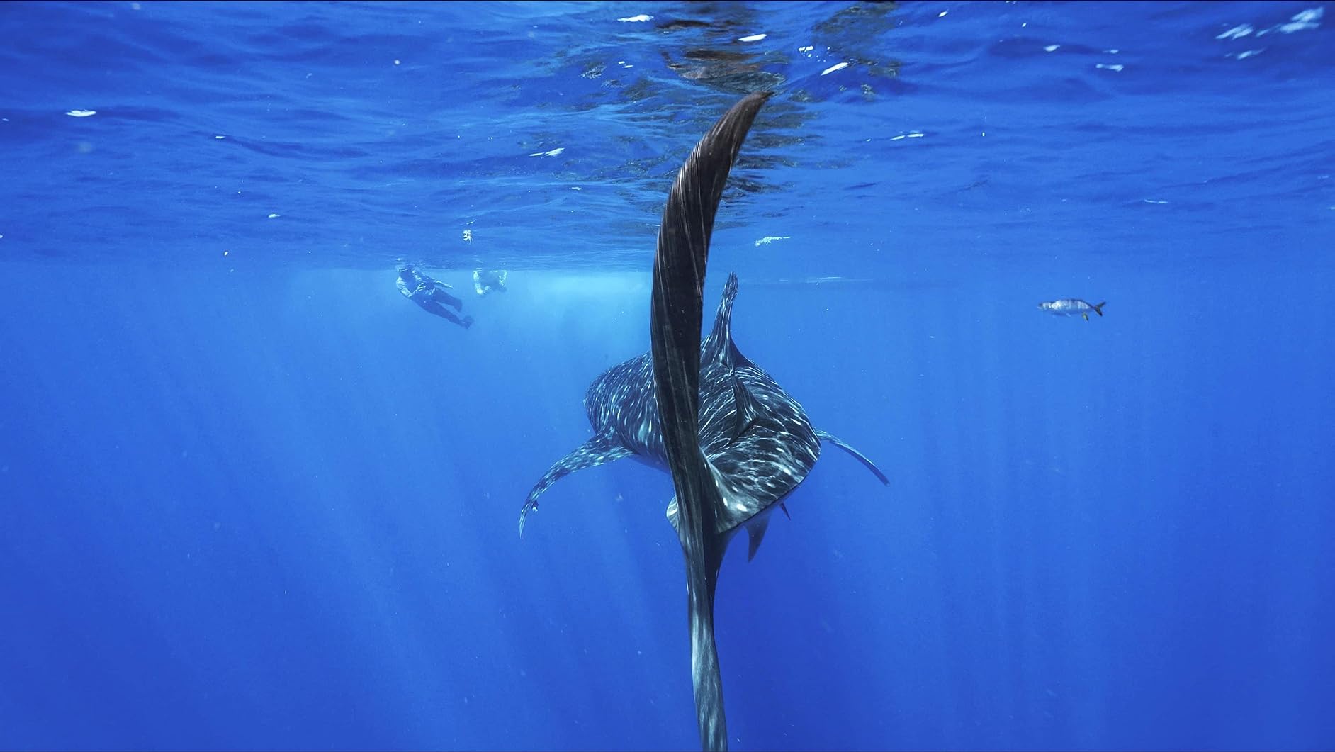 Seafrogs Underwater Housing for Sony A7 III A7R III +WA005F Dome Port Kit [40M/130ft] Waterproof Case for Sony ILCE-7R III A7M3 + FE 16-35mm F/4, 28-70mm F3.5-5.6, 12-24mm F4 G Lens customer photo 2