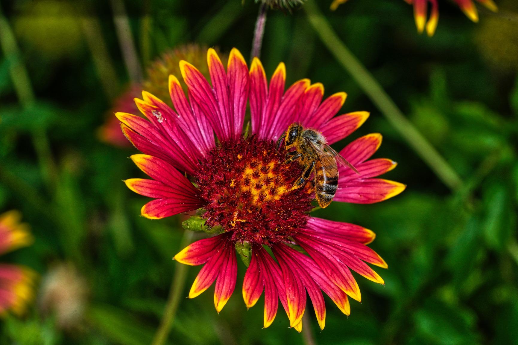 YONGNUO YN14EX II Macro Ring Flash for Canon DSLR Cameras with Adapter Rings and Color Temperature Filters customer photo 2