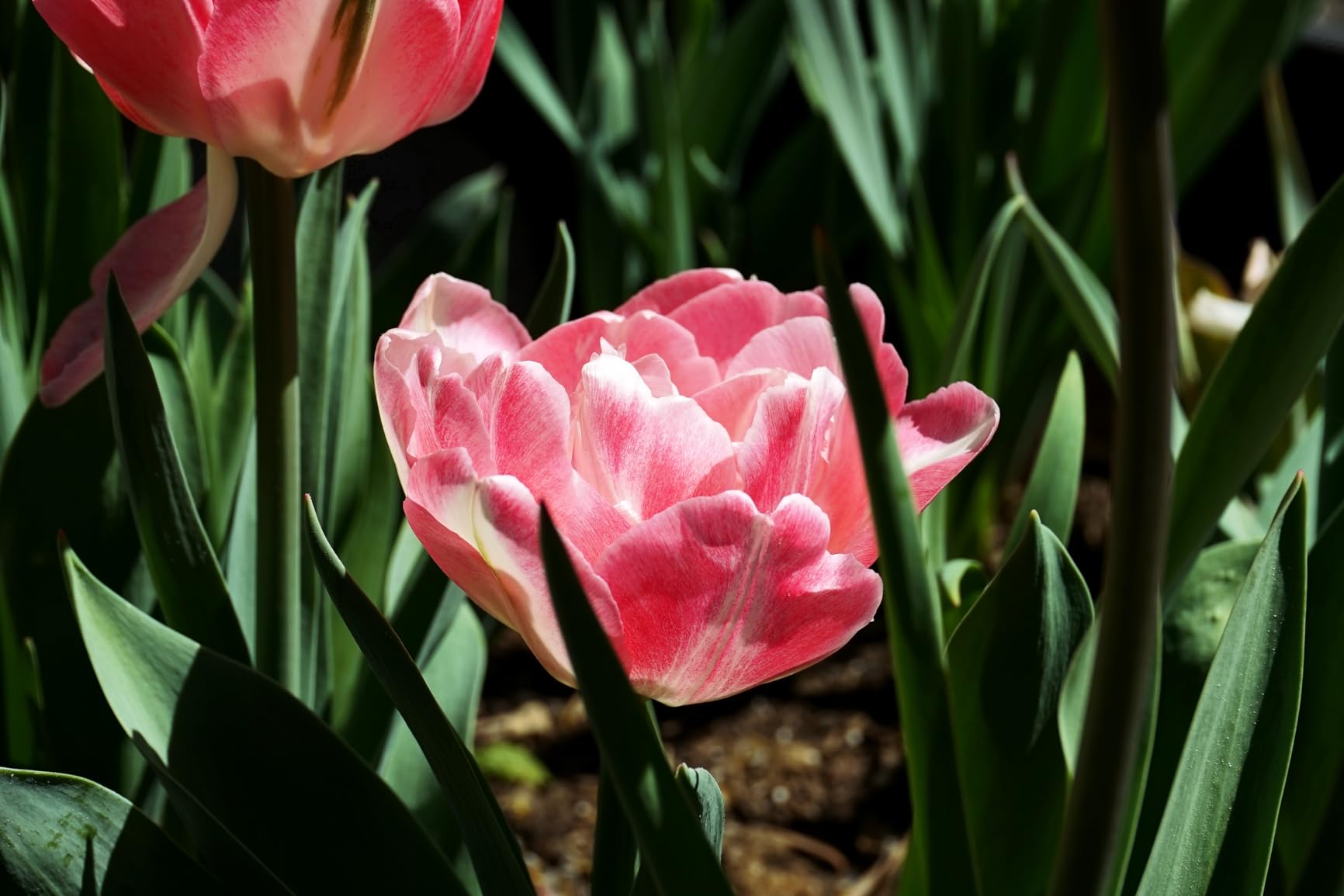 Sony SELP1650 16-50mm OSS Lens: Sony E PZ 16-50mm f/3.5-5.6 OSS Lens customer photo 1