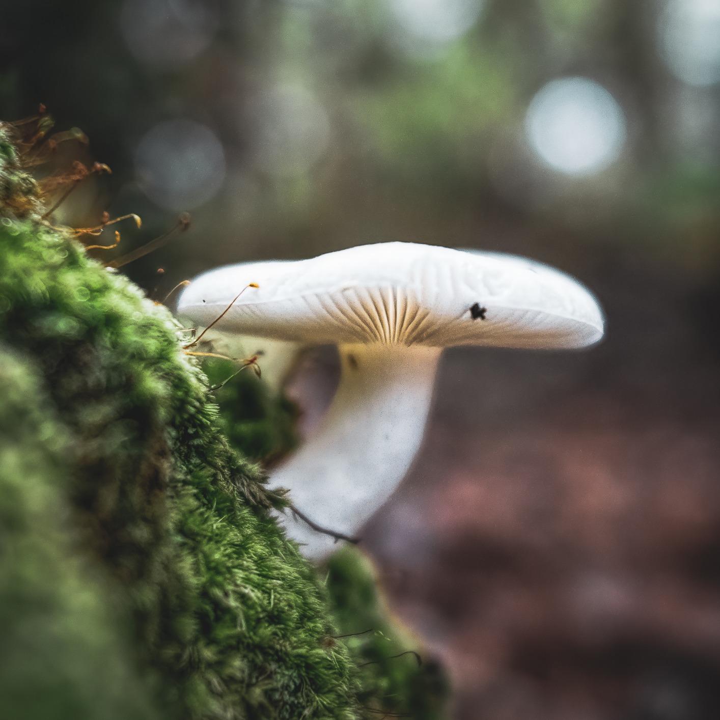 Lensbaby Velvet 28 for Sony E customer photo 2