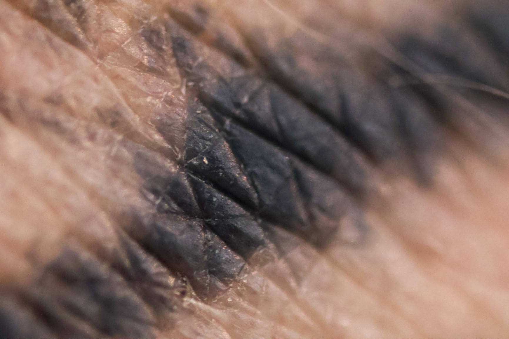 Laowa 25mm f/2.8 2.5-5x Ultra Macro Lens for Canon RF customer photo 1