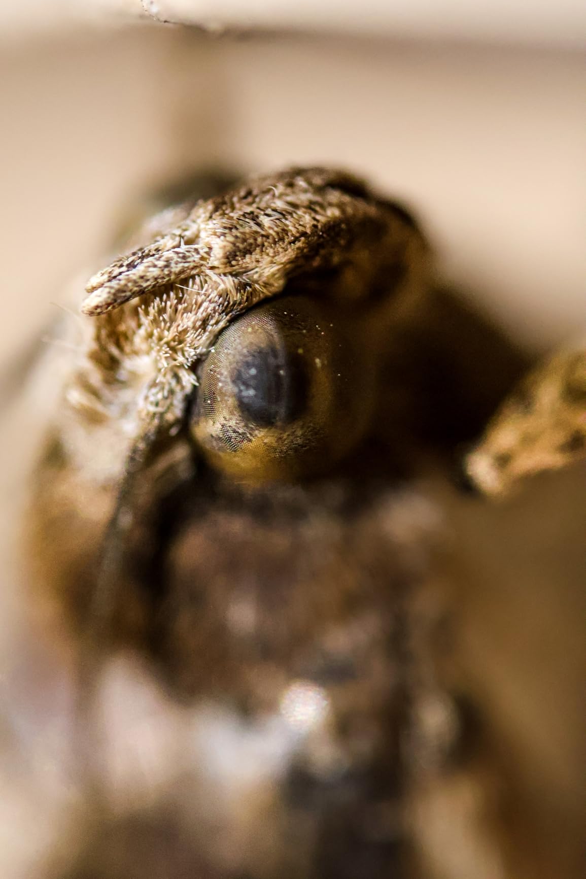 Laowa 25mm f/2.8 2.5-5x Ultra Macro Lens for Canon RF customer photo 2