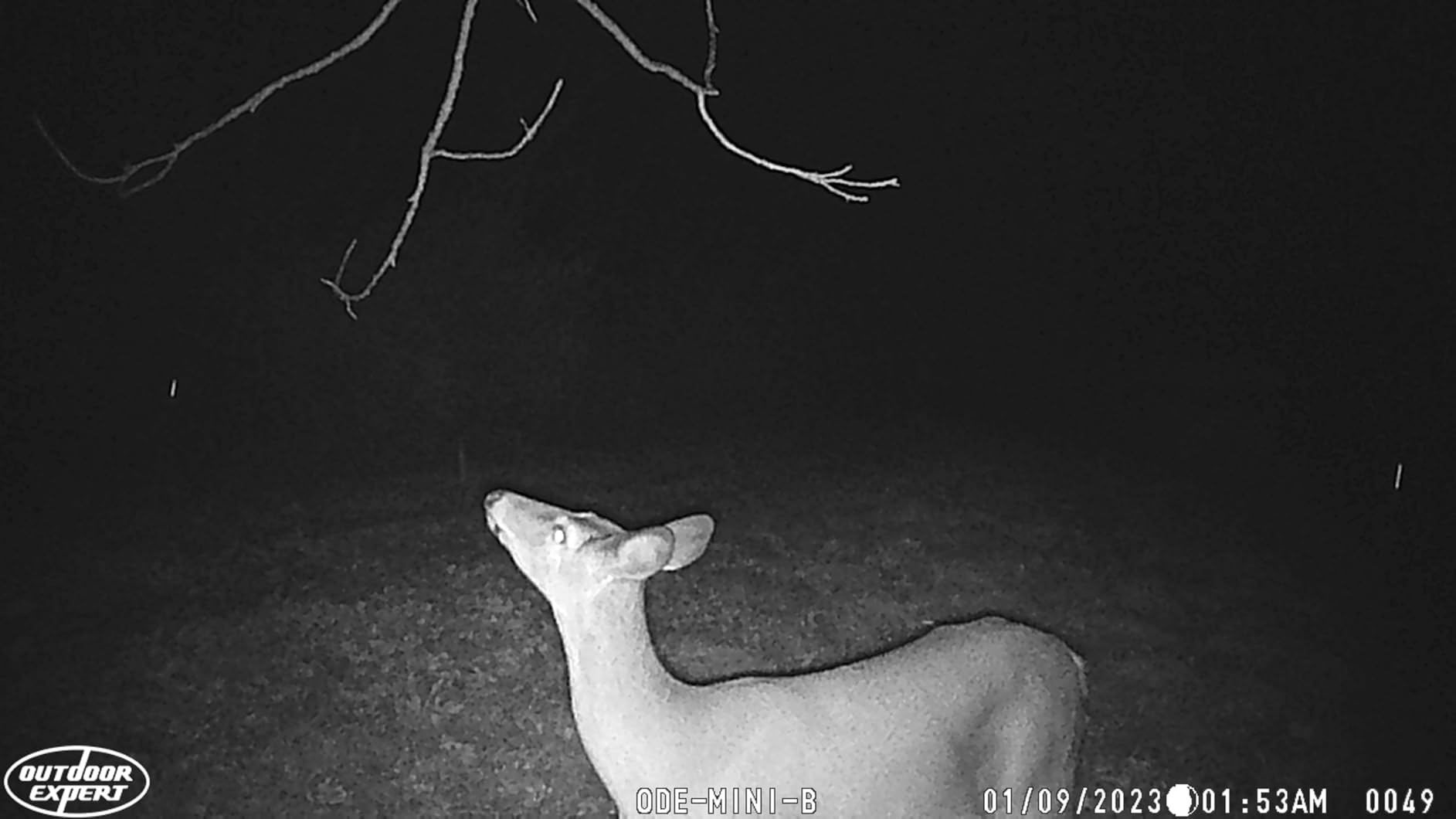 OUTDOOR EXPERT 20MP MINI Trail Camera,1080P Hunting Trail Camera with No Glow 940nm Night Vision Motion Activated IP66 Waterproof,80ft Illumination Range Hunting Game Cam for Wildlife Monitoring customer photo 2
