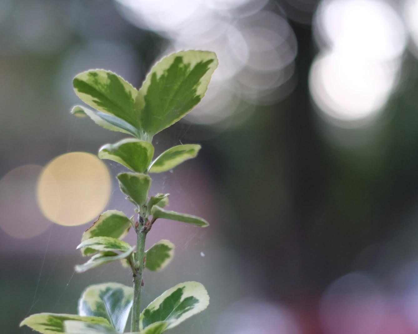 TTArtisan 35mm F1.4 APS-C Manual Focus Lens for Fuji X Mount Camera X-A10 X-A20 X-A3 X-A5 X-A7 X-M1 X-H1 X-T10 X-T2 X-T20 X-T3 X-T30 X-T4 X-T100 X-T200 X-Pro1 X-Pro2 X-Pro3 X-E1 X-E2S X-E3 Black customer photo 1